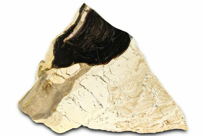 Polished Fossil Stromatolite (Columnacollenia) Slab - Crimea #363014